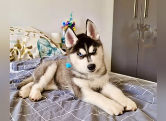 FCI Pedigree Blue Eyed Black & White Siberian Husky 