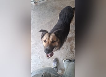 Schäferhund-Mix Loki - Rohdiamant sucht Zuhause