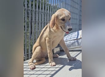 Daria: zuckersüßes Labbi-Mädchen