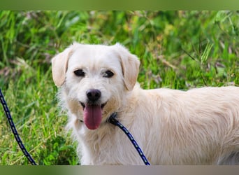 Babette, Mix Podengo / Terrier, lieb und verträglich