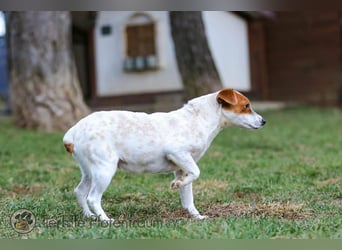 Peachy, bezaubernde Parsen Jack Russell Terrier - Mix Hündin