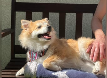 Wanda SR – Kleine Spitz-Prinzessin sucht liebevolles Zuhause