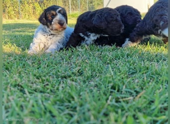 Lagotto con pedigre export