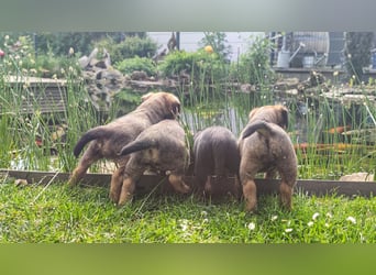 1 süße Border Terrier Hündin sucht ein liebevolles Zuhause