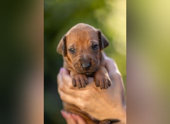 Rhodesian Ridgeback Welpen mit FCI-Ahnentafel