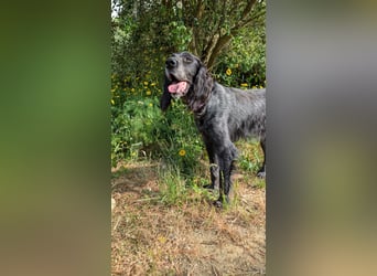 Jordan,kinderlieber, verschmuster English-Setter-Mix