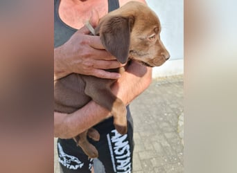Zuckersüße Reinrassige Labrador Welpen suchen liebevolles Zuhause!
