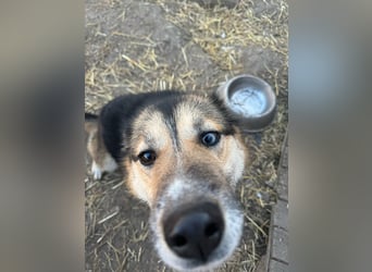 Twyla, sanftes verspieltes Husky Mix Mädchen mit bezaubernden Augen