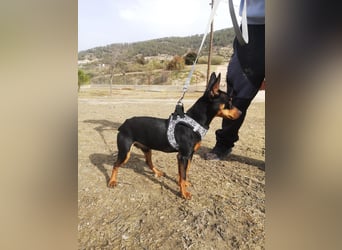 Murphy, möchte endlich ein Zuhause