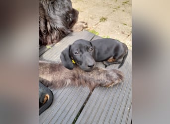 Wunderschöne Dackelwelpen Black-Tan