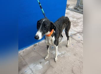 Marylin, zauberhafte Galgo Lady, zu brav für die Jagd, abgegeben