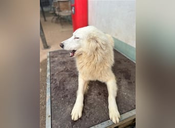 Der sanfte BODHI sucht ein liebevolles Zuhause