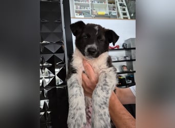Telma