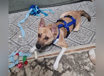 Cooper, auf einer Pflegestelle in Kiel
