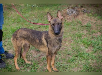 Chip 231769: Sucht ein Zuhause