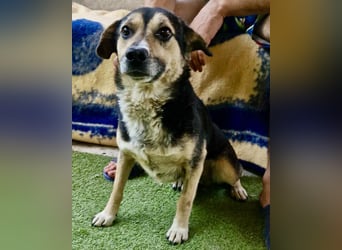 Muffin möchte aus dem Shelter geholt werden
