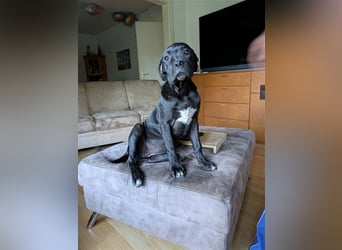 Reinrassige Cane Corso Welpen