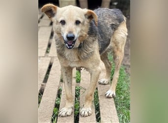 Rinky - sanfter Herzenshund sucht ein Happy End