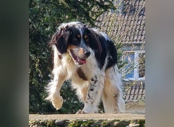 Setter Fan`s aufgepasst: sehr verschmust u. sozial; das ist Kajo! Er wartet in D-dorf auf DICH!