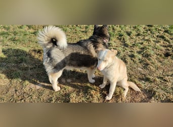 Hilde - wartet in der Eifel