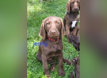 Welpen Labradoodle F1 Braun Könispudel x Labrador