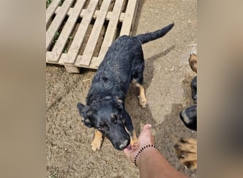 Otto sucht ein liebevolles Zuhause