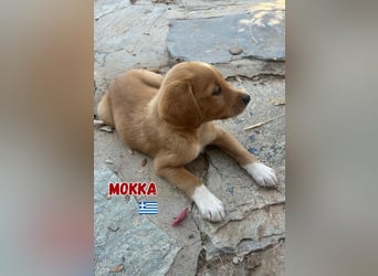 Mokka,geb.04/25,süßes Mischlingsmädel sucht ihre Familie