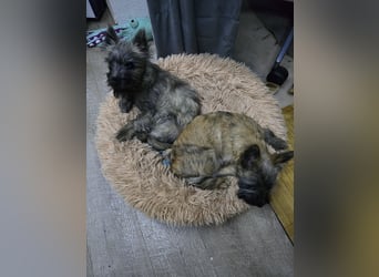 Lustige Kobolde / Cairn Terrier suchen ein Zuhause
