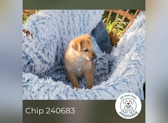 Chip 240683: Hundekind sucht ein Zuhause