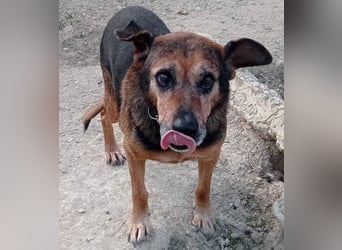 Jayko sucht dringend ein Zuhause
