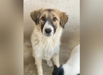 Renfri, geb. ca. 05/2024, lebt in GRIECHENLAND, im städt. Tierheim Serres