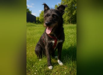 Süsse Phoebe sucht ihr Für-Immer-Zuhause!