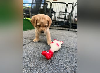 Reinrassige Labrador Welpen m.P. aus liebevoller Zucht