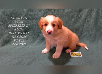 Border Collie-Welpen , black-,choco-,red-white und red-,black-merle
