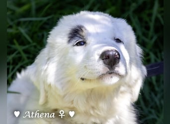 Apollo und Athena suchen ein Zuhause