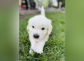 Golden Retriever Welpen vom Züchter – liebevoll & familiär aufgezogen