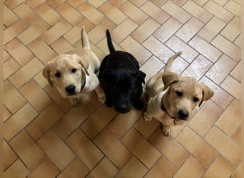 Labrador Welpen