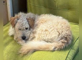Lucky ❤️ wartet in 78247 Schlatt am Randen