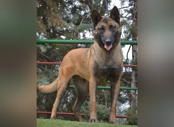 Shari - wunderschöne, aktive, freundliche Malinois-Hündin