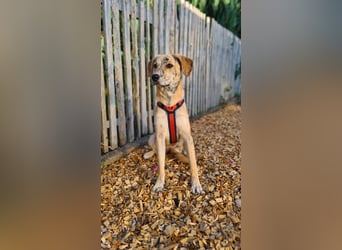 Pupcake Nala sucht ihre Familie