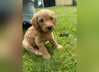 Aussiedoodle / Aussiepoo  F1b