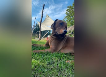 Szczeniaki  Rhodesian Ridgeback/ Pies/Suka Rhodesian Ridgeback/ welpen rhodesian