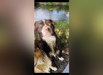 Australian Shepherd Red Bi Deckrüde