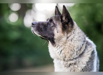 Kendo - ruhiger, ausgeglichener Familienhund - Tierhilfe Franken e.V.