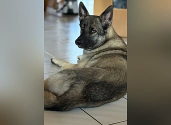 1 Schweitzer Deutscher Schäferhund DDR Linie sucht seinen Herzmenschen
