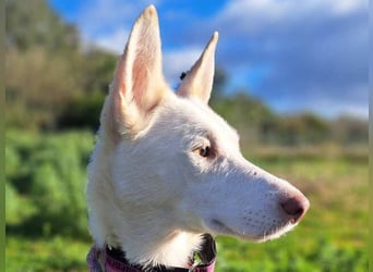 Mykeme (Spanien) - zarte Podenco-Mischlingshündin