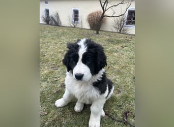 LANDSEER WELPEN mit FCI papieren