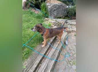 Dax vom Kaiserpark – fröhlicher Westfalenterrier-Senior sucht liebevolles Zuhause
