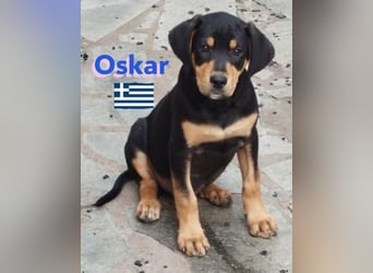 Oskar, 01/25 - Schlappohr sucht Wirkungskreis