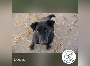 Louis – Energiebündel sucht gleichgesinnten Zweibeiner